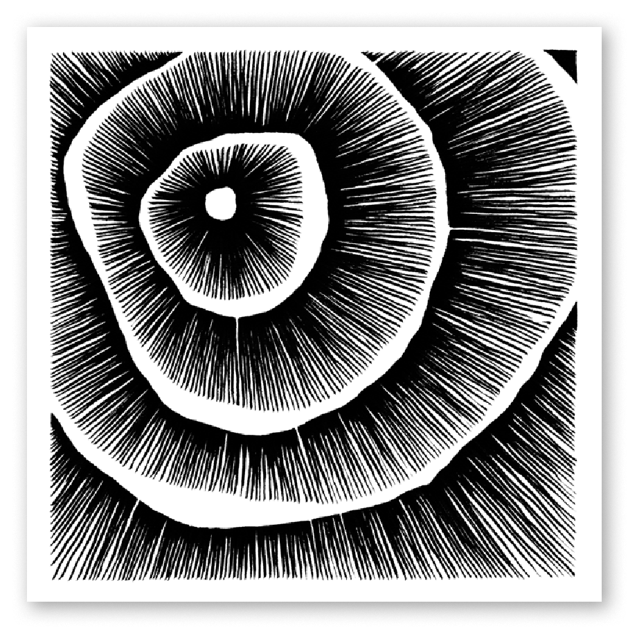 Living Lines Nr. 13
